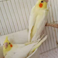 جوجه عروس هلندی سرلاکی