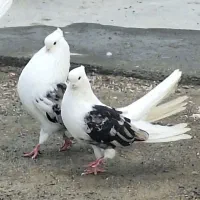 کبوتر نقش ۲۰جفت