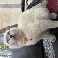 گربه اسکاتیش هیمالین