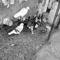 سلام تعداد ۹ عدد کفترگردن کلفت|پرنده|مشهد, چهاربرج|دیوار