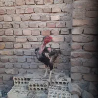 ل ا ر ی