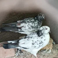 کبوتر فروشی