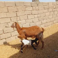 بز کره رشتی فروشی مالداری