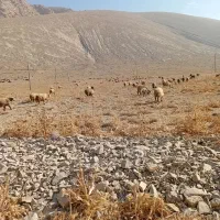 میش بره دار