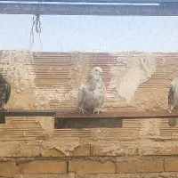 حیون غریب گیری|پرنده|پاکدشت, حصار امیر|دیوار