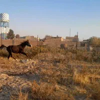 اسب|اسب و تجهیزات اسب‌سواری|رباط‌کریم, انجم آباد|دیوار