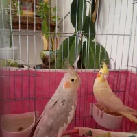 عروس هلندی مولد|پرنده|دامغان, |دیوار