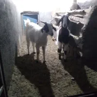 بز پاکستانی|حیوانات مزرعه|فریمان, |دیوار