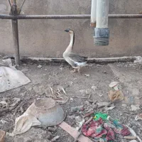 گاز آفریقایی نر و ماده