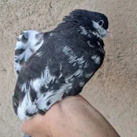 کبوتر رنگ. شهری|پرنده|شیراز, ترمینال باربری|دیوار