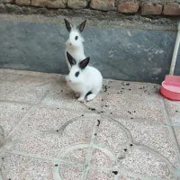 خرگوش لوپ
