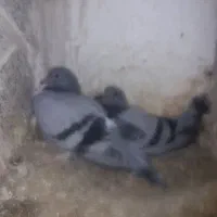 بالاگوش واسیه سربریدن افعان چاغ چله