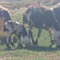 گوسفند|حیوانات مزرعه|بیرانوند, |دیوار