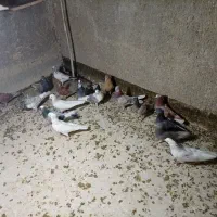 ۱۰ جفت کفتر پرشی|پرنده|قم, باجک دو|دیوار