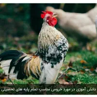 فروش خروس محلی