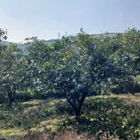 هرس وکودهی وبیل زنی.علف تراشی و آزمایش خاک|خدمات باغبانی و درختکاری|ساری, |دیوار