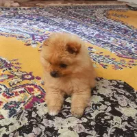 کوچولوهای پشمالو خوشگل روباهی|سگ|نورآباد ممسنی, |دیوار