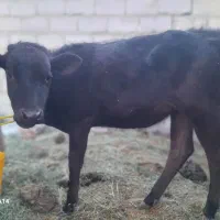 گستر هلشتان وگوساله چرسه|حیوانات مزرعه|فهرج, |دیوار