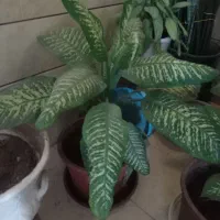 گل طبیعی خیلی زیبا به همراه گلدان