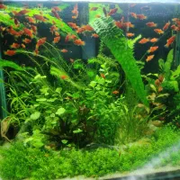 فروش گیاه آکواریوم نصف قیمت