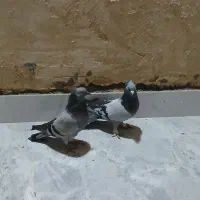 کفتر درجه ۱|پرنده|برخوار, |دیوار