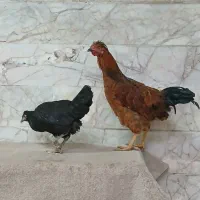 مرغ وخروس محلی|حیوانات مزرعه|مشهد, کوشش|دیوار