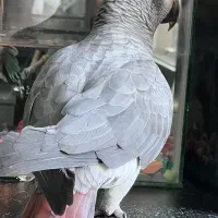 طوطی کاسکو|پرنده|ارومیه, |دیوار