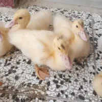 جوجه اردک خارجی