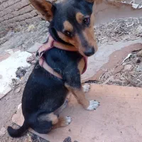 سگ پا کوتاه|سگ|سلطانیه, |دیوار