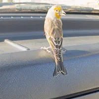 سهره قناری دستی|پرنده|فردیس, شهرک ناز|دیوار