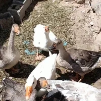 خروس و مرغ و غاز محلی طبیعی|حیوانات مزرعه|مشگین شهر, |دیوار