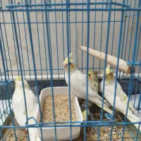 عروس هلندی سرلاکی و دون خور|پرنده|قدس, شهر‌قدس|دیوار