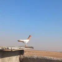 یهودی عقاب|پرنده|تاکستان, |دیوار