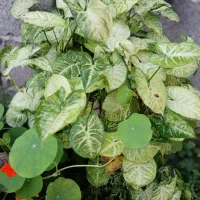 گل های طبیعی|گل و گیاه طبیعی|طاهرگوراب, |دیوار