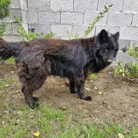 سگ ژرمن بلک