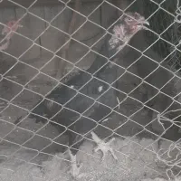 مرغ تخم گذار فقط ۳۰۰ حراج|حیوانات مزرعه|نوشین شهر, |دیوار