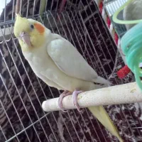 عروس هلندی|پرنده|مرودشت, ابوذر جنوبی|دیوار