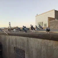 سلام 16حیون پرشی به زمانت حیوان شب روز ندارن|پرنده|تربت‌حیدریه, ده پائین|دیوار