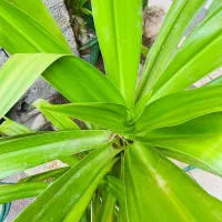 گیاه اپارتمانی برگ موزی یا سوسن عنکبوتی|گل و گیاه طبیعی|بندر گناوه, |دیوار