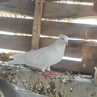 کبوتر|پرنده|جم, |دیوار