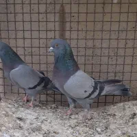 کبوتر سبز|پرنده|نهاوند, |دیوار