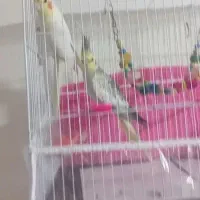 عروس هلندی|پرنده|رضویه, |دیوار