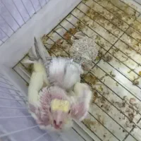 جوجه عروس هلندی سرلاکی|پرنده|گناباد, |دیوار