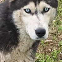 سگ هاسکی ۲ ملیون تخفیف داره