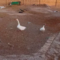 خروس گلین قوغاز سفید نر|حیوانات مزرعه|قزوین, |دیوار