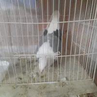 کفتر و عروس هلندی|پرنده|گلبهار, شهر جدید گلبهار|دیوار