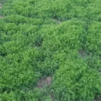 شوید و اسفناج|خوردنی و آشامیدنی|امیرآباد, |دیوار