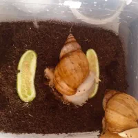 حلزون بالغ تخم گذار