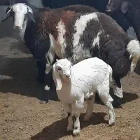 بره قوچی|حیوانات مزرعه|تربت جام, جلگه موسی آباد|دیوار