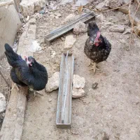 فروش مرغ سیاه برای قربانی و جوجه محلی|حیوانات مزرعه|خرم بید, |دیوار